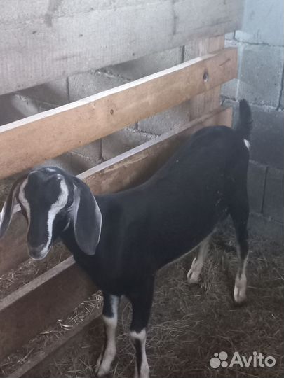 Коза и козел