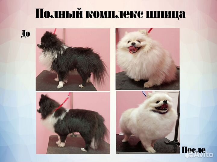 Груминг собак с выездом на дом