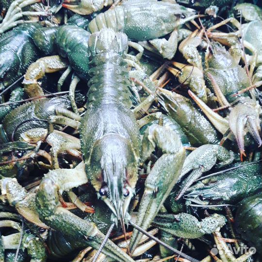 Раки, бесплатная доставка