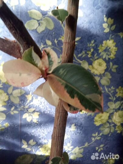 Фикус бейлиз