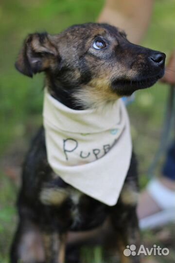 Щенок в добрые руки