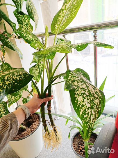 Дифенбахия есть 2 шт