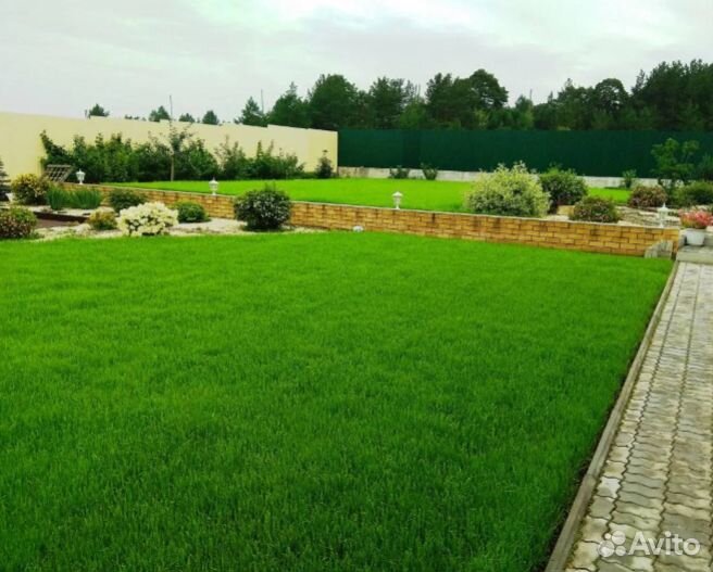 Рулонный газон Элитный Канадский Мятлик под ключ