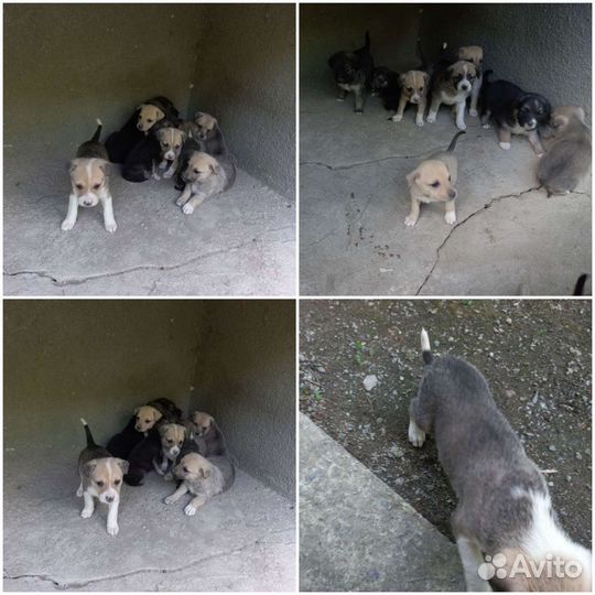 Собака в добрые руки