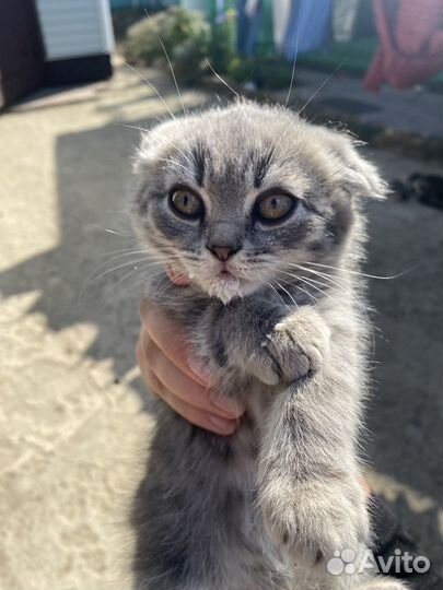 Шотландская кошка
