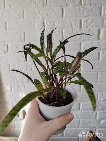 Ледебурия общественная Ledebouria socialis