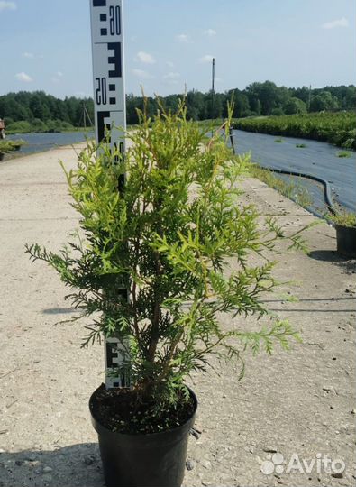 Туя западная 