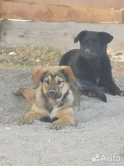 Отдам в добрые руки щенков