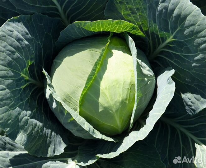 Семена Капусты 