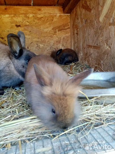 Кролик декоративный
