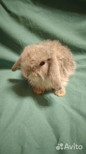 Кролик карликовый мини