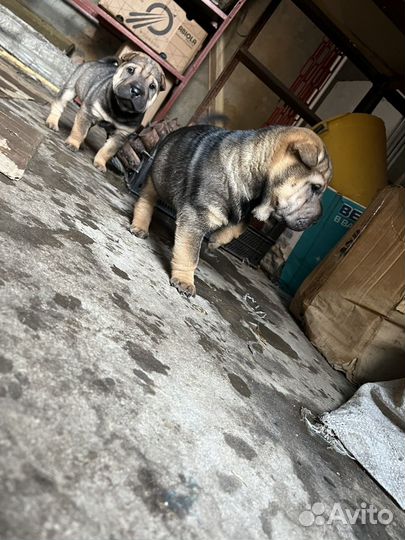 Щенки шарпей