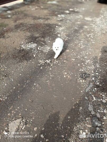 Ми-ми-мишки