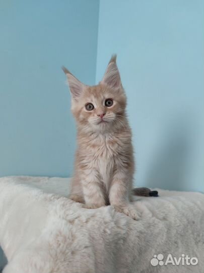 Кремовый мейн-кун котёнок полидает