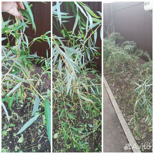 Саженцы ивы плакучей