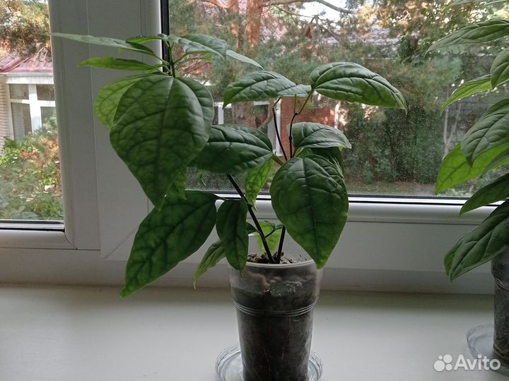 Клеродэндрум госпожи Томпсона