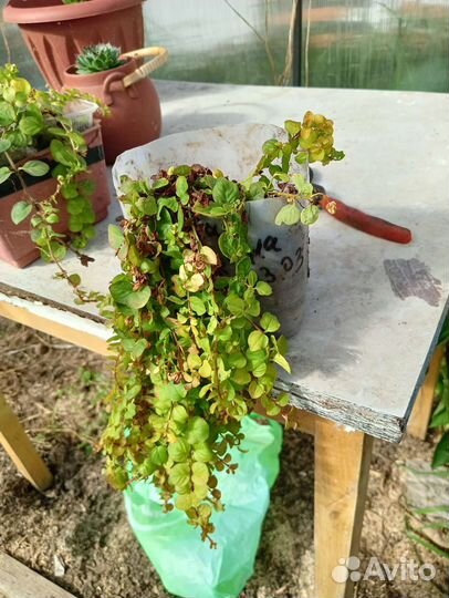 Вербейник монетчатый