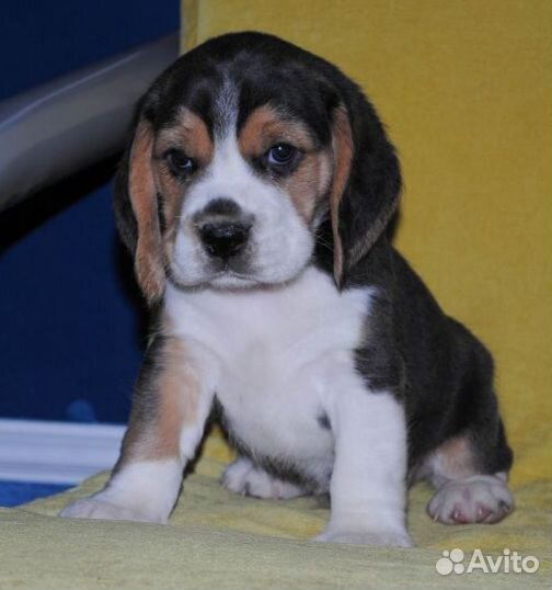 Щенки бигль