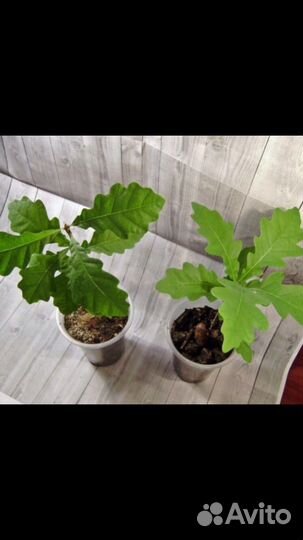 Саженец Черешчатого векового дуба