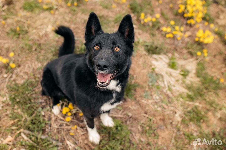 Метис лайки Сева в добрые руки
