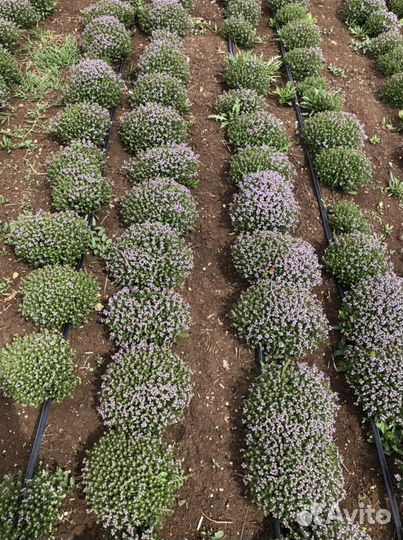 Тимьян кусты чабрец