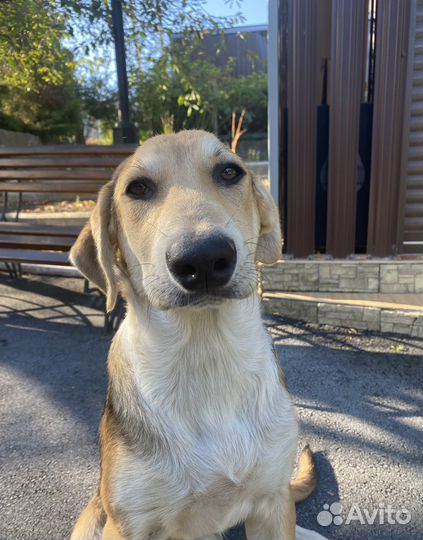 Собака в добрые руки