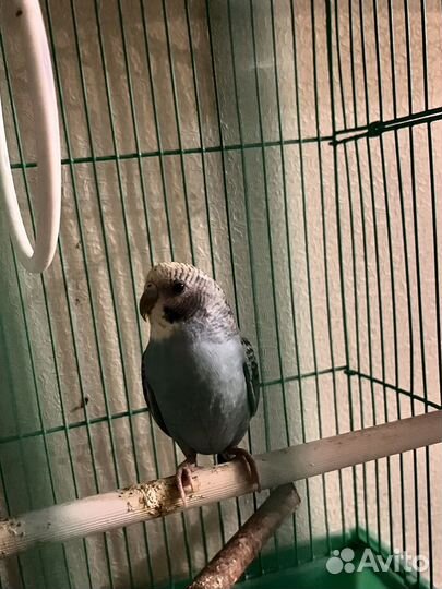 Волнистый попугай