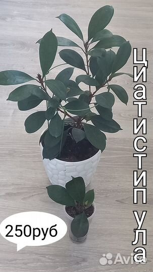 Сортовые фикусы