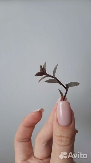 Коллизия ползучая (черенки )