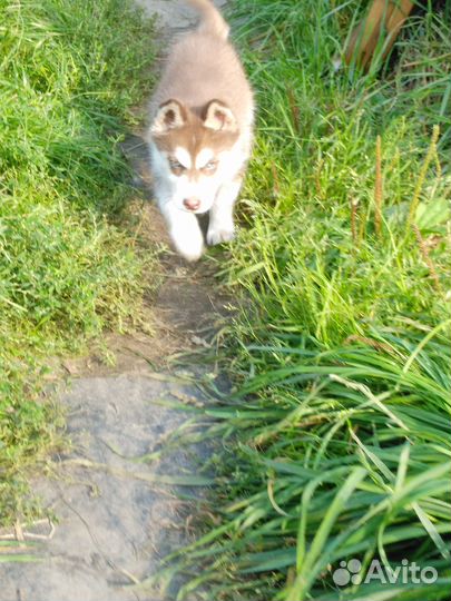 Щенки сибирской хаски