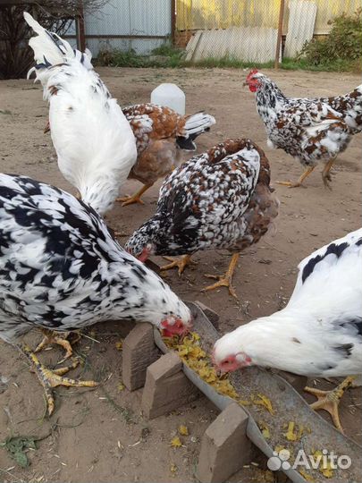 Куры молодки