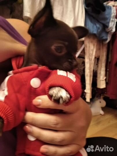 Комбинезон для собак