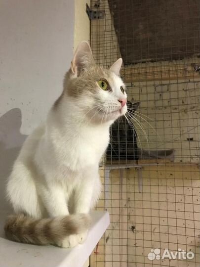 Кот Овечкин