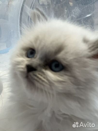 Шотландский кот