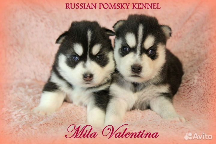 Голубоглазые Помски