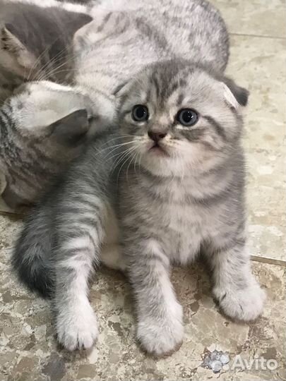 Шотландская