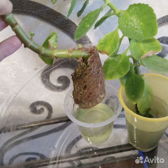 Каланхоэ цветущий красный