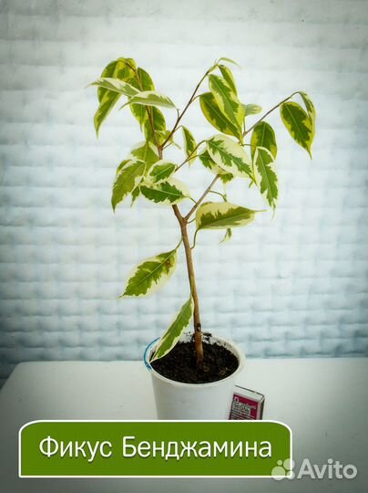 Фикус Бенджамина пестролистный