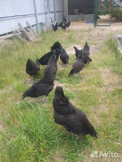 Инкубационное яйцо