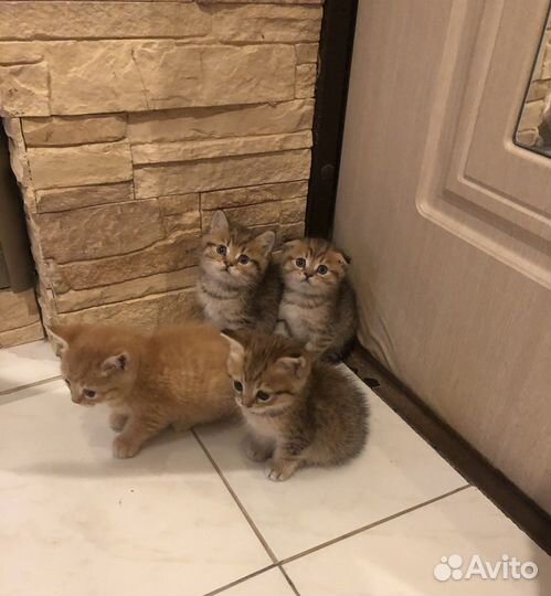 Котята