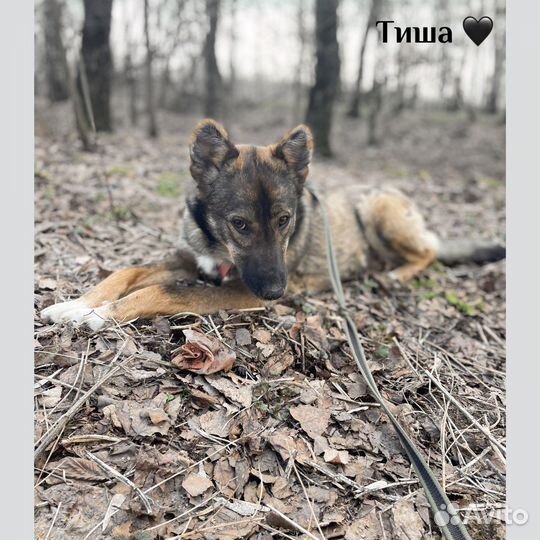 Очаровательна малышка Тиша из приюта