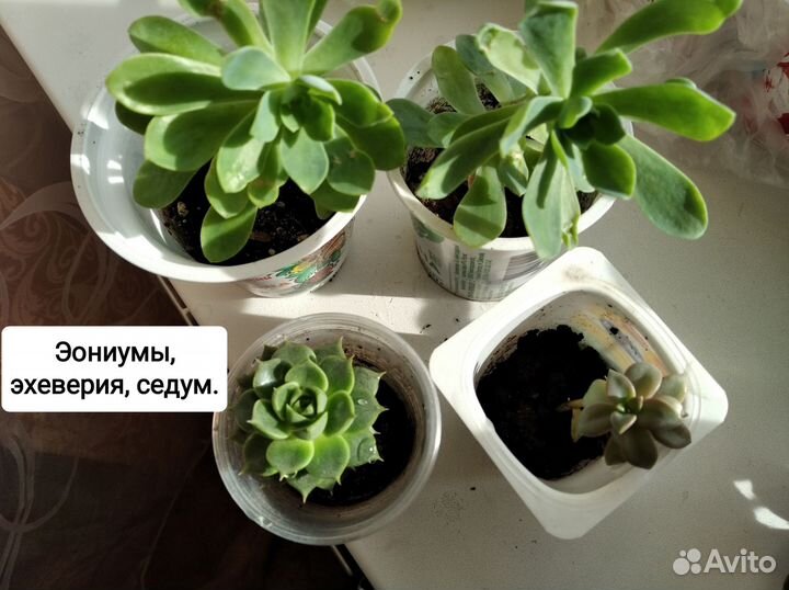 Суккуленты: седум (2 вида), эониум, эхеверия
