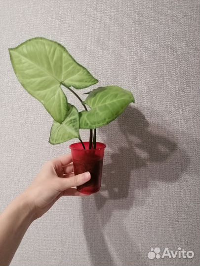 Комнатные цветы сингониум