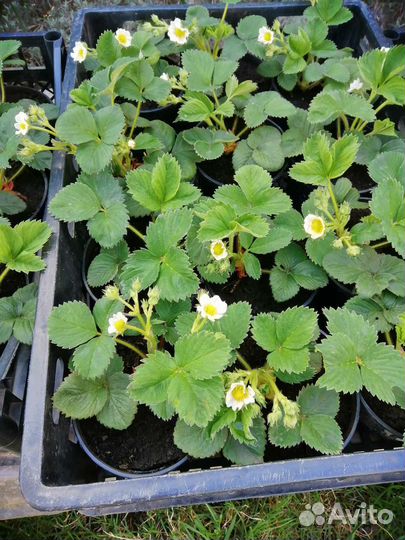 Клубника ремонтантная 