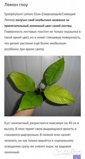 Спатифиллум лемон глоу