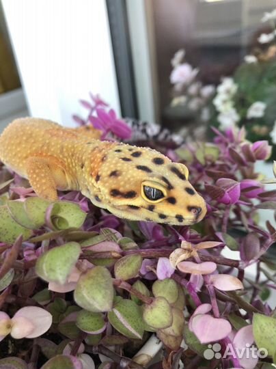 Геккон эублефар