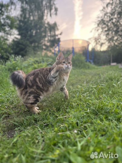 Курильский бобтейл вязка