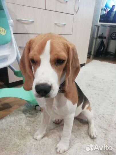 Собака бигль