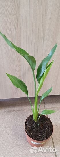 Стрелиция Регина-райская птица