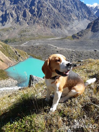 Вязка Бигль